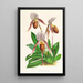 Cypripedium selligerum majus - Jean Jules Linden — quadro incorniciato alla parete