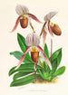 Cypripedium selligerum majus - Jean Jules Linden — vista dell’opera