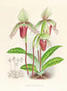 Cypripedium fier - Jean Jules Linden — vista dell’opera
