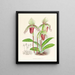 Cypripedium fier - Jean Jules Linden — quadro incorniciato alla parete