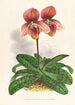 Cypripedium tessellatum - Jean Jules Linden — vista dell’opera