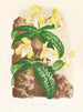 Cypripedium tonkinense - Jean Jules Linden — vista dell’opera