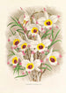 Dendrobium Falconeri - Jean Jules Linden — vista dell’opera