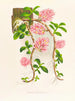 Dendrobium bracteosum - Jean Jules Linden — vista dell’opera