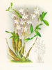 Dendrobium bursae - Jean Jules Linden — vista dell’opera