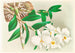 Dendrobium infundibulum - Jean Jules Linden — vista dell’opera