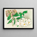 Dendrobium infundibulum - Jean Jules Linden — quadro incorniciato alla parete