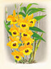 Dendrobium paxtoni - Jean Jules Linden — vista dell’opera