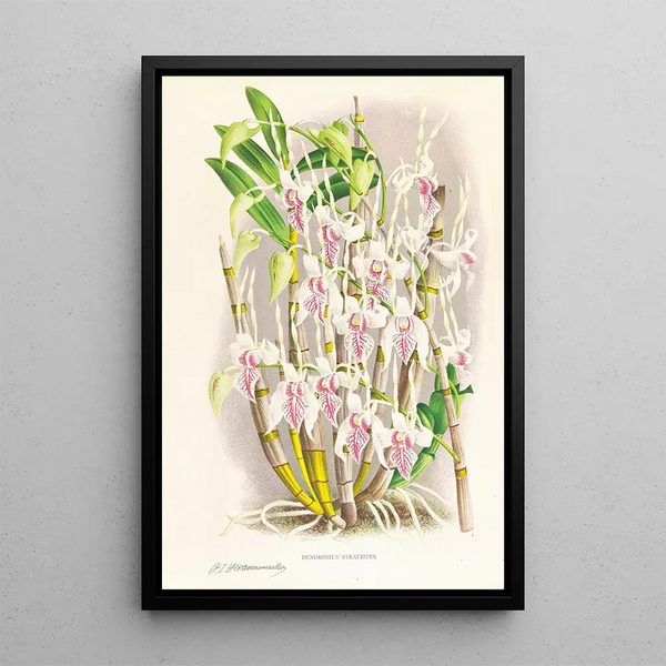 Jean Jules Linden - Dendrobium stratiotes.webp