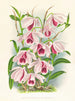 Dendrobium superbum var. - Jean Jules Linden — vista dell’opera