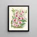 Dendrobium superbum var. - Jean Jules Linden — quadro incorniciato alla parete
