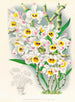Dendrobium wardianum - Jean Jules Linden — vista dell’opera
