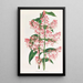 Epidendrum Paniculatum - Jean Jules Linden — quadro incorniciato alla parete