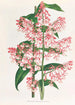 Epidendrum Paniculatum - Jean Jules Linden — vista dell’opera