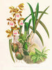 Épidendrum atropurpureum - Jean Jules Linden — vista dell’opera