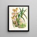 Épidendrum atropurpureum - Jean Jules Linden — quadro incorniciato alla parete
