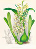Épidendrum prismatocarpum - Jean Jules Linden — vista dell’opera