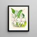 Laelia anceps var. hyène - Jean Jules Linden — quadro incorniciato alla parete