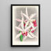 Laelia elegans - Jean Jules Linden — quadro incorniciato alla parete
