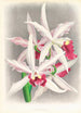 Laelia elegans - Jean Jules Linden — vista dell’opera