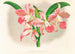 Laella elegans var houtteana - Jean Jules Linden — vista dell’opera