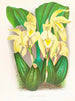 Lycaste costata - Jean Jules Linden — vista dell’opera