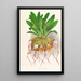 Masdevallia Roezli - Jean Jules Linden — quadro incorniciato alla parete
