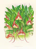 Masdevallia bella - Jean Jules Linden — vista dell’opera