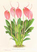 Masdevallia lindeni var grandiflora - Jean Jules Linden — vista dell’opera