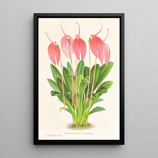 Jean Jules Linden - Masdevallia lindeni var grandiflora.webp