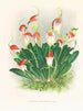 Masdevallia reichenbachiana - Jean Jules Linden — vista dell’opera