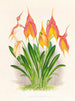 Masdevallia veitchiana - Jean Jules Linden — vista dell’opera