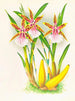 Miltonia blunti - Jean Jules Linden — vista dell’opera