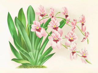 Miltonia vexillaria - Jean Jules Linden — vista dell’opera