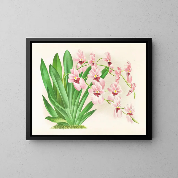Miltonia vexillaria - Jean Jules Linden — quadro incorniciato alla parete