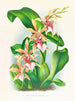 Odontoglossum hastilabium - Jean Jules Linden — vista dell’opera