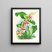 Odontoglossum hastilabium - Jean Jules Linden — quadro incorniciato alla parete