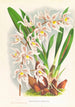 Odontoglossum Ruckerianum - Jean Jules Linden — vista dell’opera