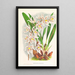 Odontoglossum Ruckerianum - Jean Jules Linden — quadro incorniciato alla parete