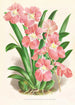 Odontoglossum Vexillarium - Jean Jules Linden — vista dell’opera