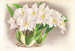 Odontoglossum alexandrae - Jean Jules Linden — vista dell’opera