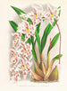 Odontoglossum alexandrae var. cutsemianum - Jean Jules Linden — vista dell’opera