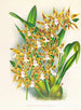 Odontoglossum boddaertianum - Jean Jules Linden — vista dell’opera