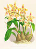 Odontoglossum coradinei var. grandiflorum - Jean Jules Linden — vista dell’opera
