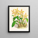 Odontoglossum coradinei var. grandiflorum - Jean Jules Linden — quadro incorniciato alla parete