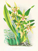 Odontoglossum duvivierianus - Jean Jules Linden — vista dell’opera
