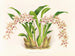 Odontoglossum lucianianum - Jean Jules Linden — vista dell’opera