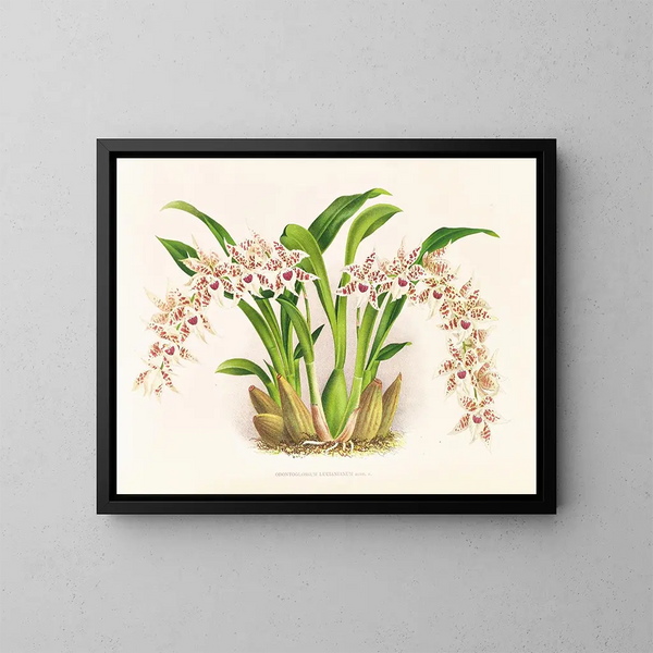 Odontoglossum lucianianum - Jean Jules Linden — quadro incorniciato alla parete