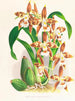 Odontoglossum luteopurpureum - Jean Jules Linden — vista dell’opera