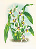 Odontoglossum maxillare - Jean Jules Linden — vista dell’opera
